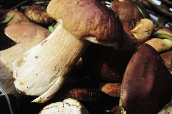 Как правильно сушить грибы