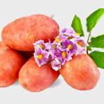 Полезные свойства картофеля