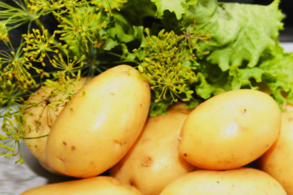 Польза и калорийность картофеля, условия для его хранения в квартире