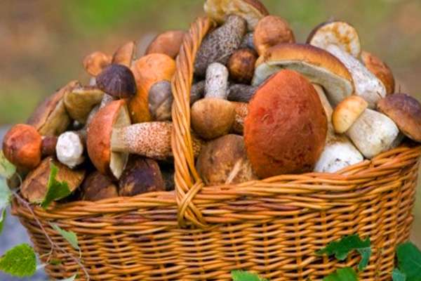 молочные продукты для похудения молочные продукты для похудения