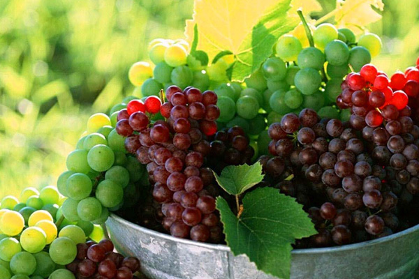 Для вина нужно выбрать нужный сорт винограда