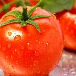 Польза и вред помидора