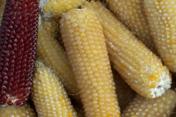 Какая кукуруза нужна для попкорна