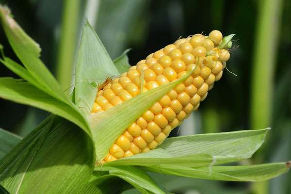 Полезные и питательные свойства кукурузы
