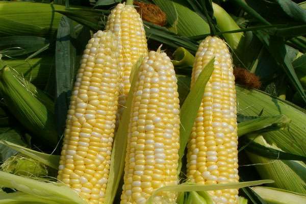 Лечебные свойства кукурузы