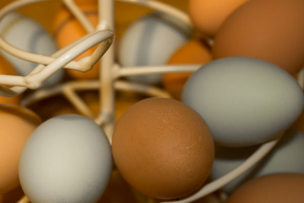 Срок хранения яиц без холодильника