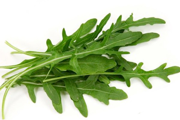 Виды листового салата - руккола