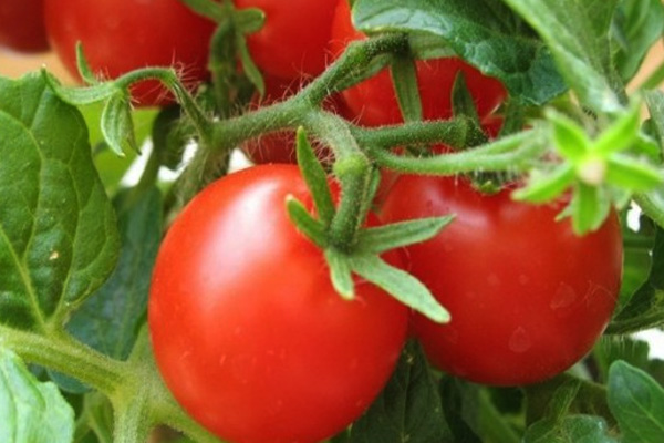 Malosol'nye-pomidory-bystrogo-prigotovlenija4