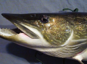Холодец рыбный без желатина - пошаговый рецепт с фото